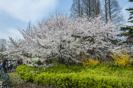 Park with blossomのeditorial素材