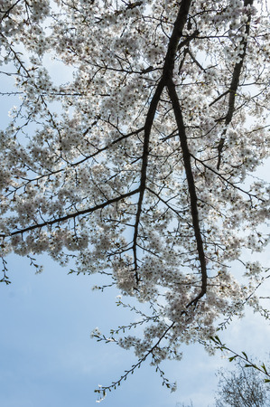 Garden with blossomの写真素材
