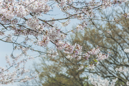 Park with blossomの写真素材
