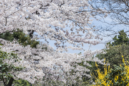 Park with blossomの写真素材