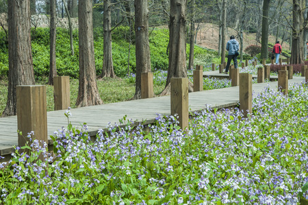 Park with plantsの写真素材