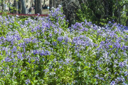 Purple flowersの写真素材
