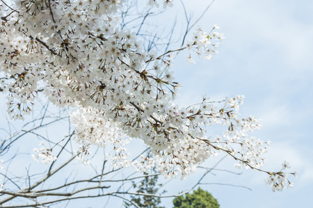 Cherry blossomsの写真素材