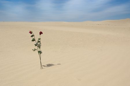 Two red roses in the sand of a dune, symbol for loveの写真素材