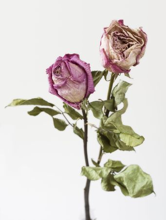 Faded pink roses isolated on white backgroundの写真素材