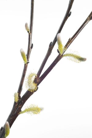 Branch with pussy-willows, spring, isolated on white background, close up studio shotの写真素材