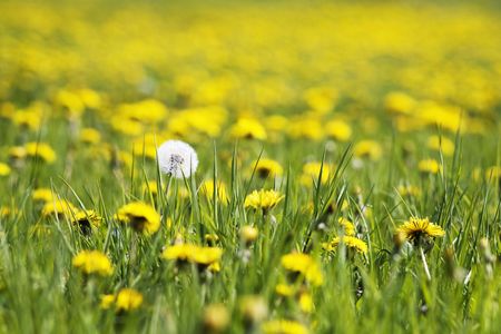 flowering dandelion on meadow, selective focusの写真素材