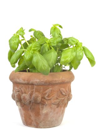Basil in an ornamented flower pot, isolated on white backgroundの写真素材