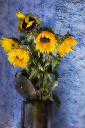 faded sunflowers against grungy backgroundの写真素材