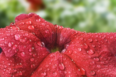 Waterdrops on a red bloom, close upの写真素材