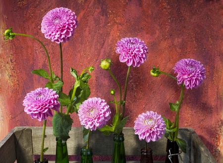 Still life: Dahlia flowers with bottles and old crate of beerの写真素材