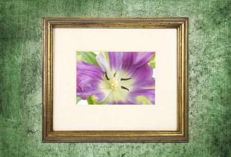 vintage picture frame with a parrot tulip,on grungy background