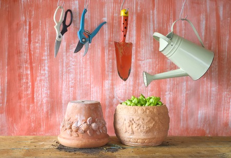 Basil in a flower pot, gardening tools, free copy spaceの写真素材