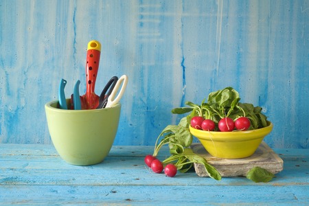 fresh radish from the kitchen garden, with gardening toolsの写真素材