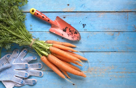 fresh carrots, gardening tools, flat lay, good copy spaceの写真素材