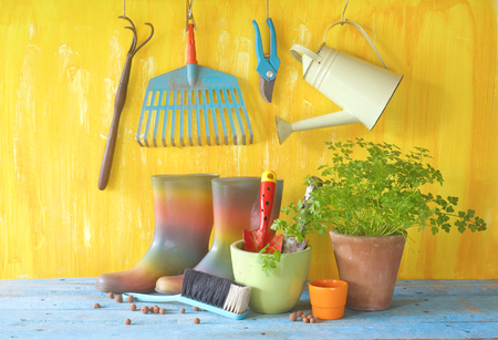 Young plant and gardening utensils. Springtime and gardening still lifeの写真素材