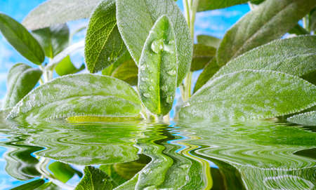sage herb, Leaf of sage, clary, salvia herb close up with waterdrops amd water surfaceの写真素材