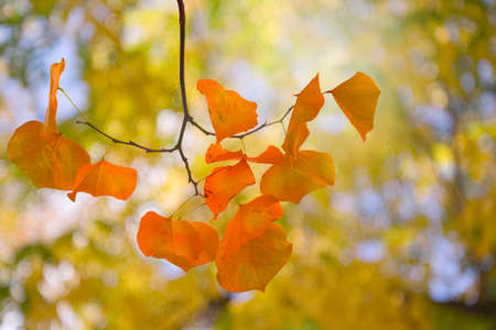 red autumn leaves close up shot, blurred colorful tree in the backgroundの写真素材