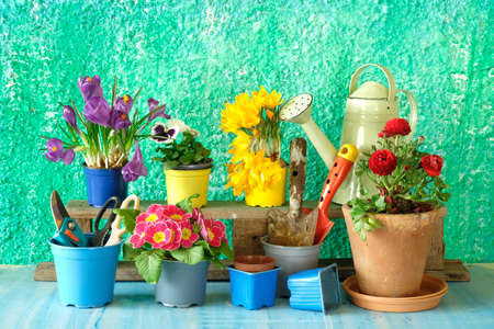 gardening in the springtime, young flowers and garden tools,gardening mock up, good copy space