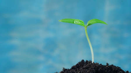 Close-up of sprout growing out from organic black soil, tiny seedling in spring with delicate drop of water. Gardening, agriculture, botany and springtime conceptの写真素材