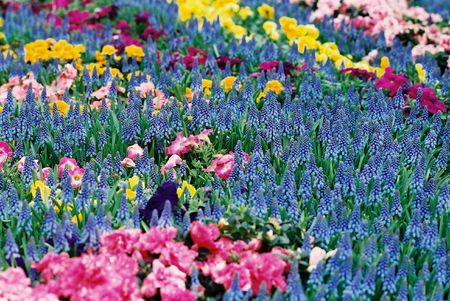 Beautiful flowersの写真素材