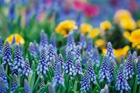 Beautiful flowersの写真素材