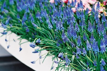 Beautiful flowersの写真素材