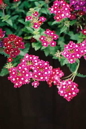 Beautiful flowersの写真素材