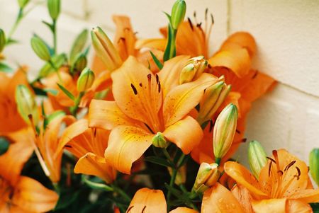 Beautiful flowersの写真素材