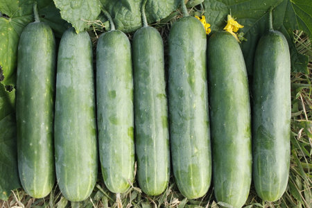 Cucumbers on the field in the summer. Close-up.の写真素材