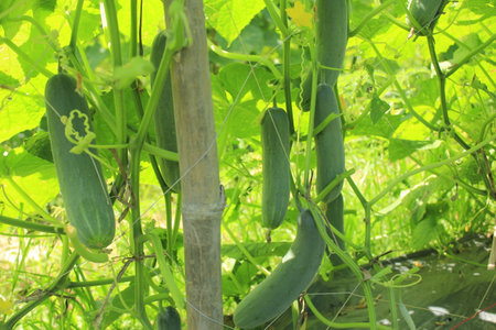 Cucumber growing in a vegetable garden, closeup of photoの写真素材
