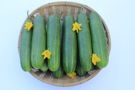 Cucumbers in a basket with yellow flower on a blue backgroundの写真素材