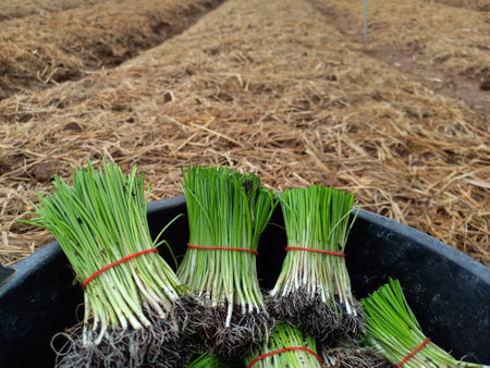 Green onion in the pot on the rice field.