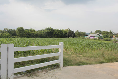 green corn field and white gate in countryside, rural of Thailand.の写真素材