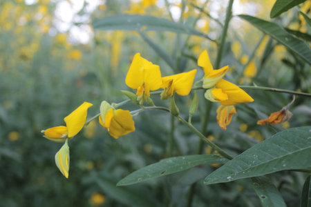 Sesbania speciosa, Crotalaria junceaの写真素材