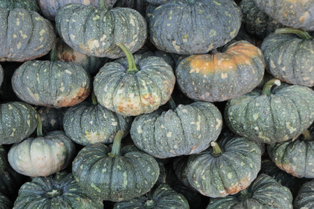 pumpkin for sale at the market, closeup of photo