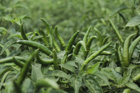 Green chili peppers growing in a vegetable garden in the countryside of Thailand.の写真素材