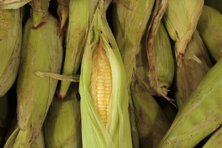 Fresh corn on the cob in the market, closeup of photo