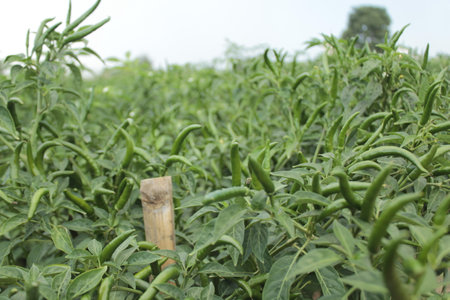 Pepper Plantation in the field, selective focus, Thailand.の写真素材
