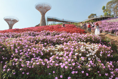 Hong Kong Flower Expo 2015の写真素材