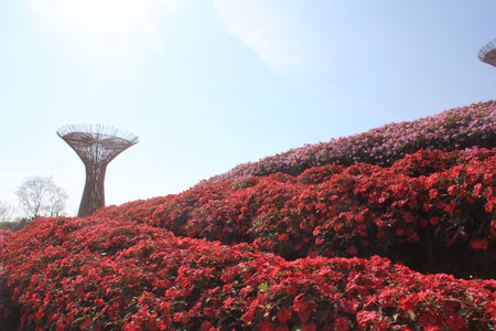 beautiful flower garden in hongkong,china.の写真素材