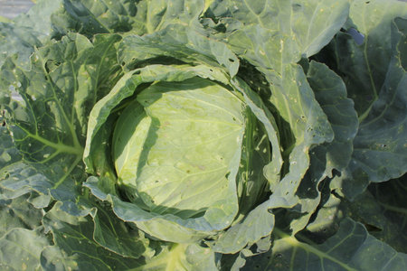 Cabbage in the vegetable garden, north china, closeup of photo