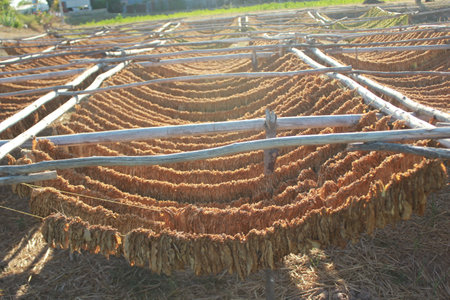 Sunflower drying in the sun on the field, closeup of photoの写真素材