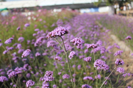 Verbena flowers blooming in the garden, closeup of photoの写真素材