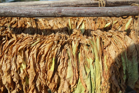 Dried tobacco leaves drying in the sun, closeup of photoの写真素材