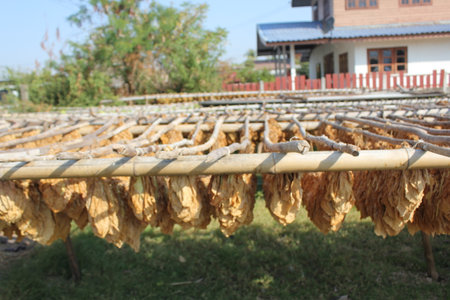 Silkworm cocoon drying in the sun, Thailand.の写真素材