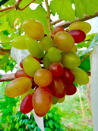 Grapes on the vine in the vineyard, Thailand.