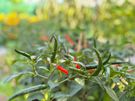 Chili pepper plant in the garden,Thai spicy food.の写真素材