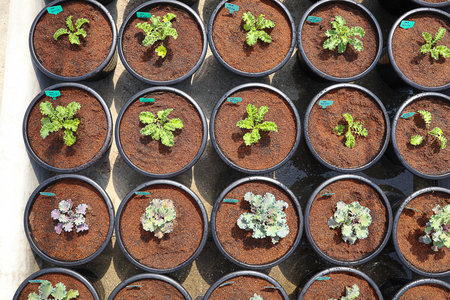 Seedlings in plastic pots, stock photoの写真素材