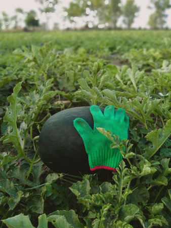 Green gloves on a watermelon in a green field.の写真素材